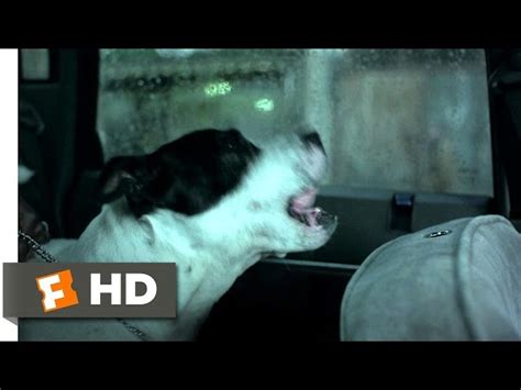 all bets are off snatch|snatch movie dog.